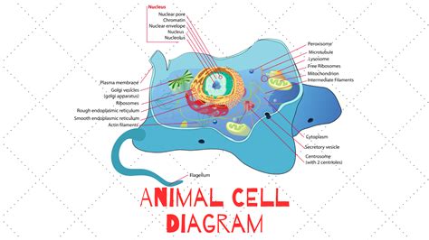 Animal Cell Diagram Science Trends