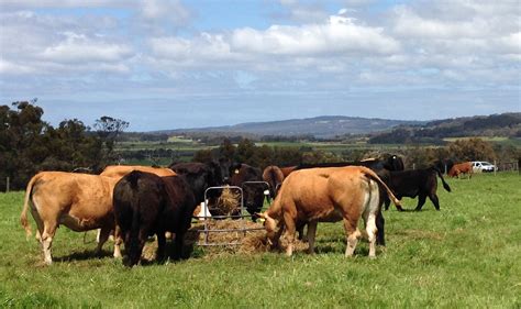 AgMemo - Livestock news, February 2018 | Agriculture and Food