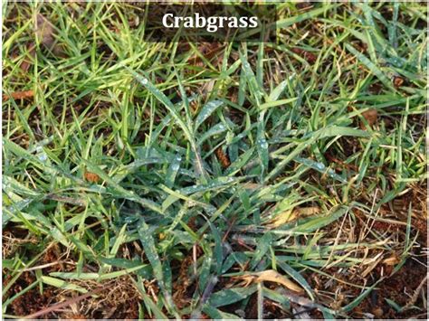 Time To Order Turfgrass Preemergence Herbicdes Panhandle