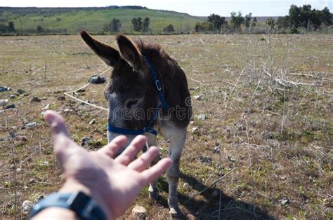 Brown And Grey Donkey In The Countryside There Is A Man Holding Out