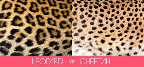 Whats The Difference Between Cheetahs And Other Big Cats Cheetah