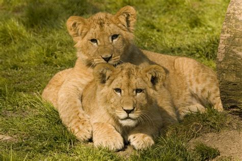 Naissance De Trois Lionceaux Au Safari De Peaugres Nature Et Zoo