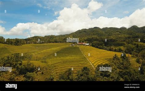 Rice Field With Yellowish Green Grass Aerial View Rice Plantation