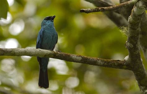 Jenis Burung Walet Dan Ciri Morfologinya