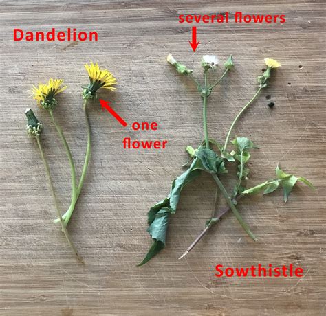 How To Identify And Use Sow Thistle The Perfect Edible Weed — Wild