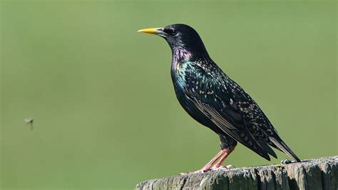 5 Invasive Birds You May Have Spotted