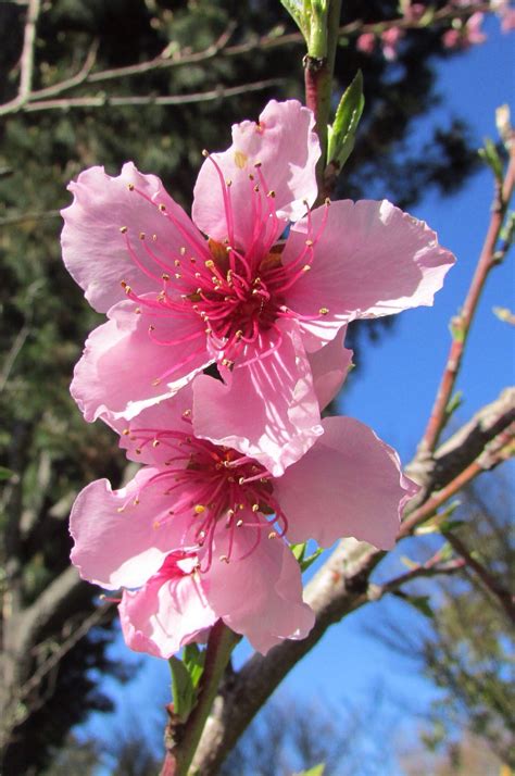Peach Blossoms 桃の花 — Petaluma Ca In Japan March 3rd Is Celebrated