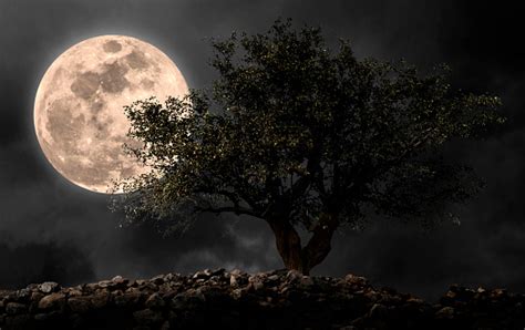 Full Moon With Tree In Night Stock Photo Download Image Now Istock