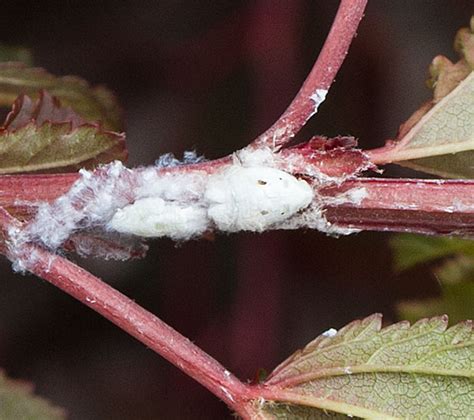 What Is The White Fluffy Stuff On My Shrubs Nc State Extension