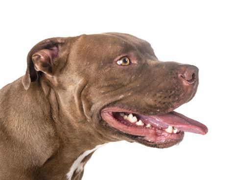 Red Nose Pitbull Breed Facts History And Differences