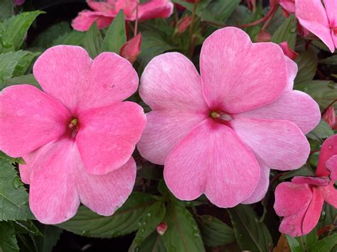 Impatiens New Guinea Pink Bloom Masters