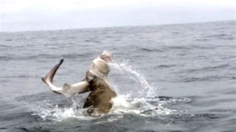 Epic Seal Versus Shark Battle Youtube