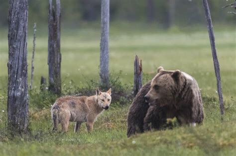 Epic Battles A Massive Grizzly Bear Vs A Pack Of Wolves Az Animals
