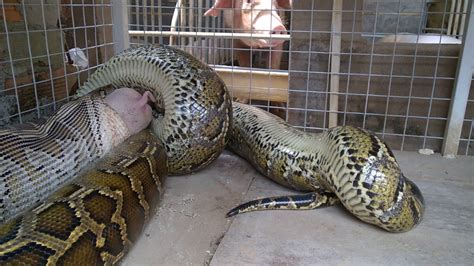 Giant Snakes Eating Women Telegraph