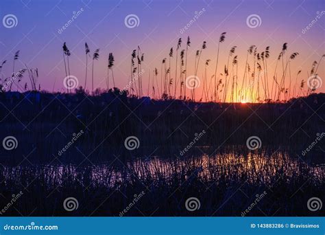 Reeds In The Foreground Near A River In Sunlight At Sunset Dry Reed On