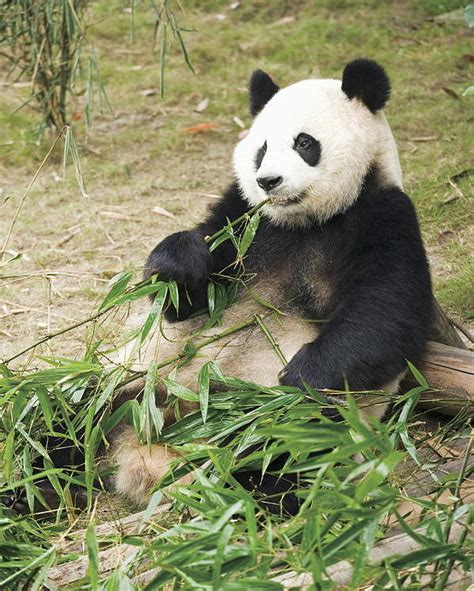 Giant Panda Eating Bamboo Leaves China Poster By Gyro Photography