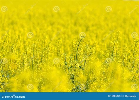 Rapeseed Field Yellow Oil Seeds In Bloom Green Energy Stock Image