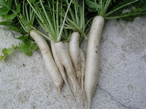 There are many varieties of pickled daikon available for sale at the supermarket, but these pickles can very easily be made at home. Japanese Minowase Daikon Radish - Growin Crazy Acres