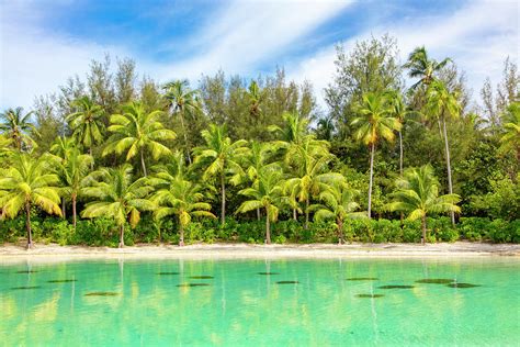 Tropical Forest And Beach Bora Bora Photograph By Douglas Peebles