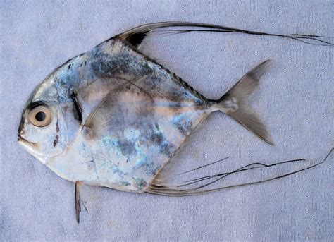 African Pompano Mexico Fish Marine Life Birds And Terrestrial Life