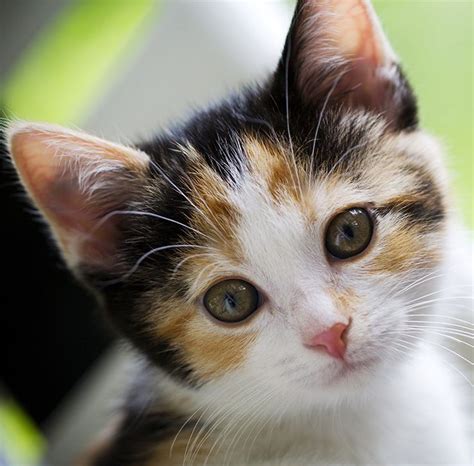 Calico Cat Names 250 Great Ideas For Naming Your Calico