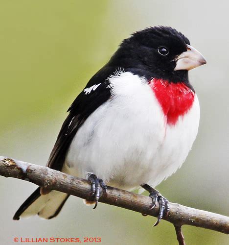 Birding Is Fun The 10 Most Beautiful Birds