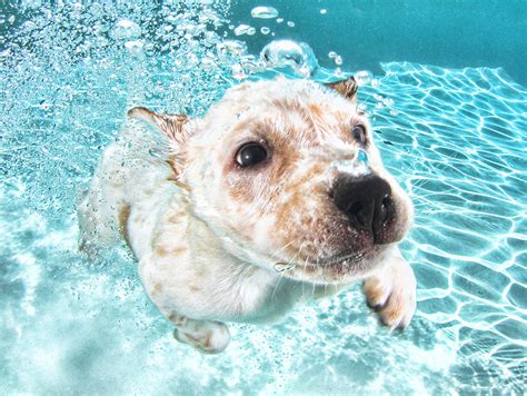 Photos Adorable Puppies Underwater Time