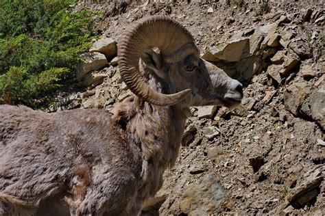 Big Horn Sheep Big Horn Sheep Mouflon Canadien Gimli62 Flickr