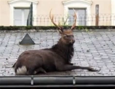 Video French Sika Deer Climbs On Roof Refuses To Come