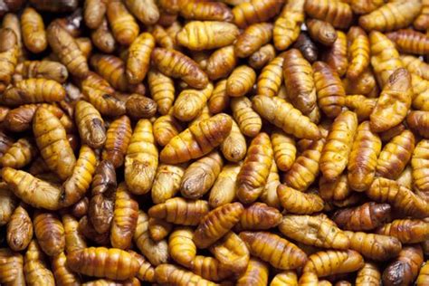 What Is An Insect Pupaand Why Should You Care Colonial Pest Control