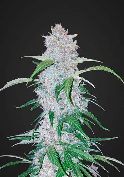 Six Shooter Auto X5 Fast Buds Tu Cultivo Growshop Productos Para
