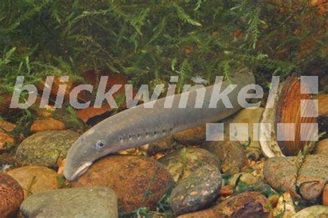 blickwinkel - Flussneunauge, Fluss-Neunauge (Lampetra fluvialis), an ...