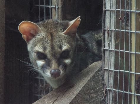 Cape Genet Axe Valley Zoochat