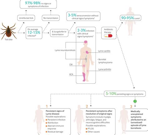 Lyme Borreliosis Diagnosis And Management The Bmj