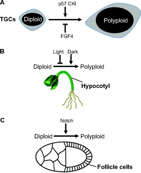 Endoreplication And Polyploidy Insights Into Development And Disease