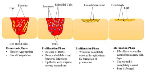 Phases Of The Wound Healing Process Download Scientific Diagram