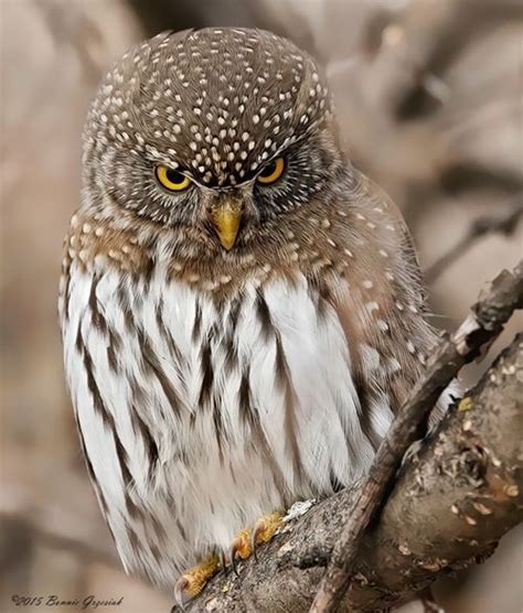 Pin By Debbie Renaud On Cuteness Beautiful Owl Forest