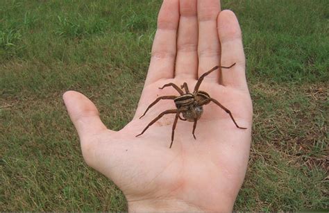 The Amazing Wolf Spider Natures Perfect Hunter Biobubblepets