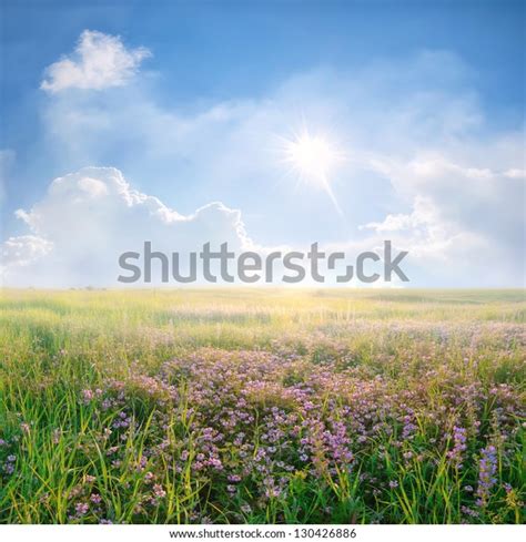 Spring Landscape Purple Flower Meadow Beautiful Stock Photo Edit Now