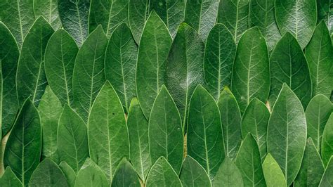 Zdjęcia Liście Tekstura Leaves Zielony Przyroda 3840x2160