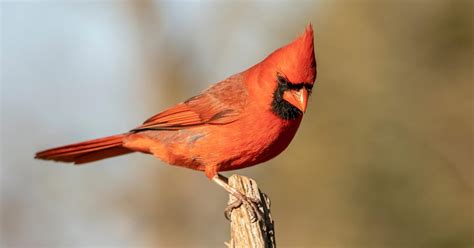 What Is The State Bird Of Kentucky And Why Bird Fact