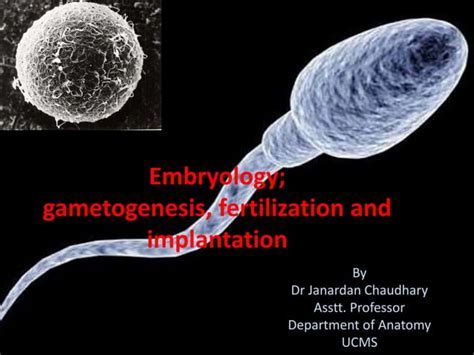 Gametogenesis Fertilization Implantation And 1st Wk Development Ppt