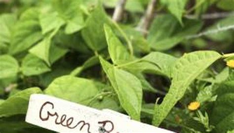 How To Grow Bean Plants In Soil Beans Are The Ideal Crop For A First Garden Or For A Gardener