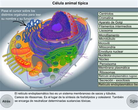 Celula Eucariota Animal Definicion Dinami
