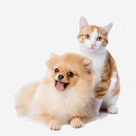 Cat And Dog Png Imagepicture Free Download 400281977