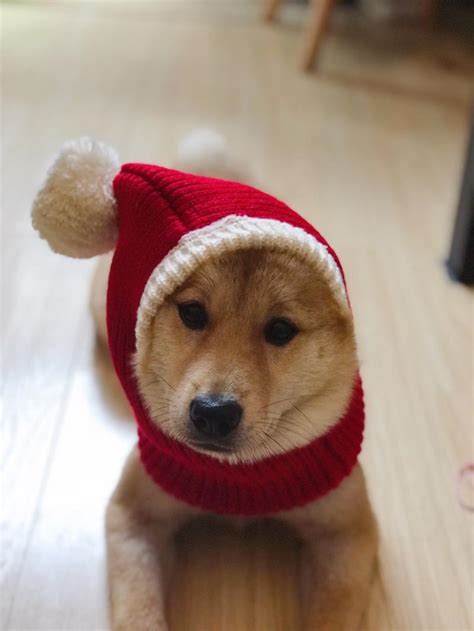 宠物圣诞帽狗红色毛线帽柴犬法斗泰迪比熊金毛大狗人圣诞节帽跨境 阿里巴巴