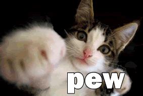 Pew Pew Cat GIF COOL GIFS
