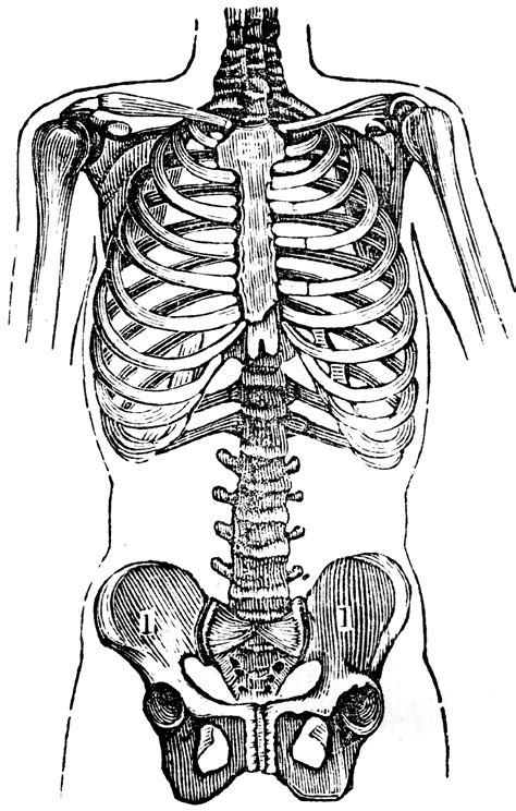 Chest And Pelvis Clipart Etc