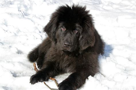7 Dog Breeds That Love The Cold Weather American Kennel Club