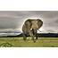 Wallpapers African Elephant